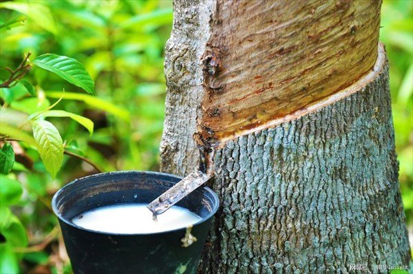 Caoutchouc naturel : la Côte d’Ivoire annonce son accession au deuxième rang mondial Caoutchouc naturel : la Côte d’Ivoire annonce son accession au deuxième rang mondial