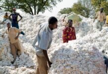 Togo : près de 116000 hectares consacrés au coton pour la campagne 2026-2027