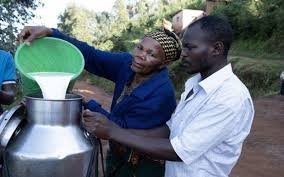 Tanzanie : près de 230 millions de dollars pour transformer la filière laitière Tanzanie : près de 230 millions de dollars pour transformer la filière laitière